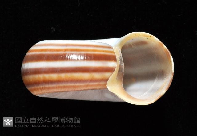 登錄號:006178-00048藏品圖，第2張