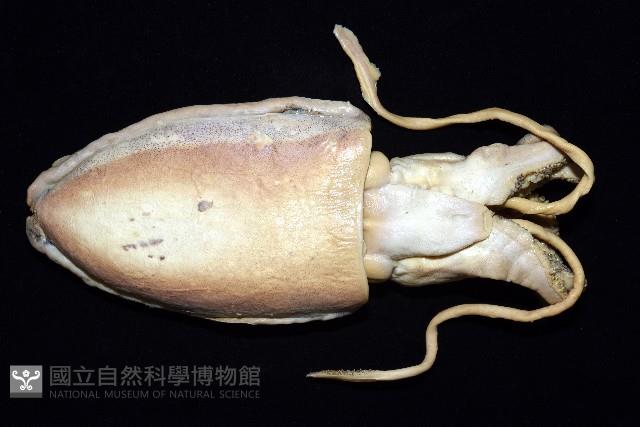 金烏賊藏品圖，第2張
