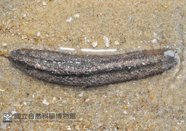 模式輻瓜參藏品圖，第2張