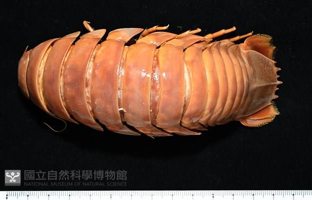 道氏深水虱藏品圖，第2張