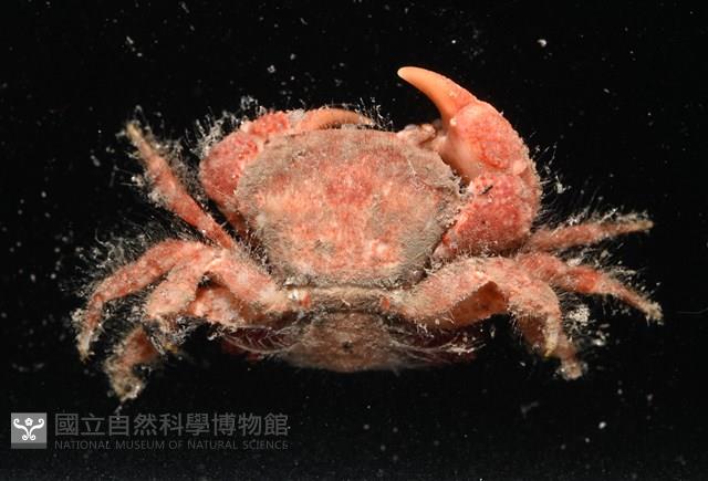 未知種毛刺蟹藏品圖，第2張