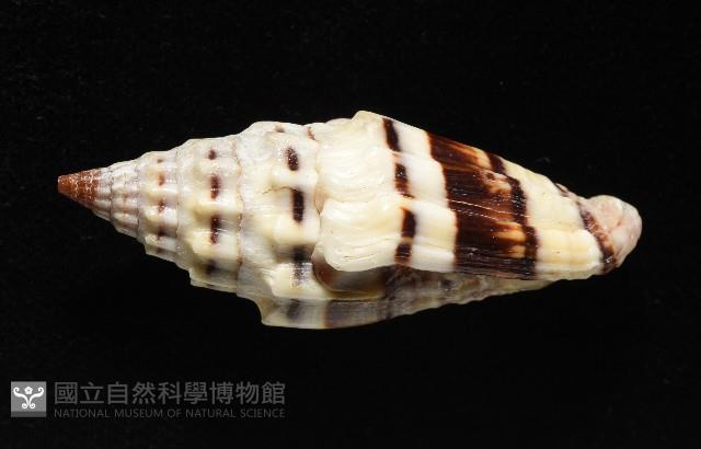 繩紋蛹筆螺藏品圖，第2張