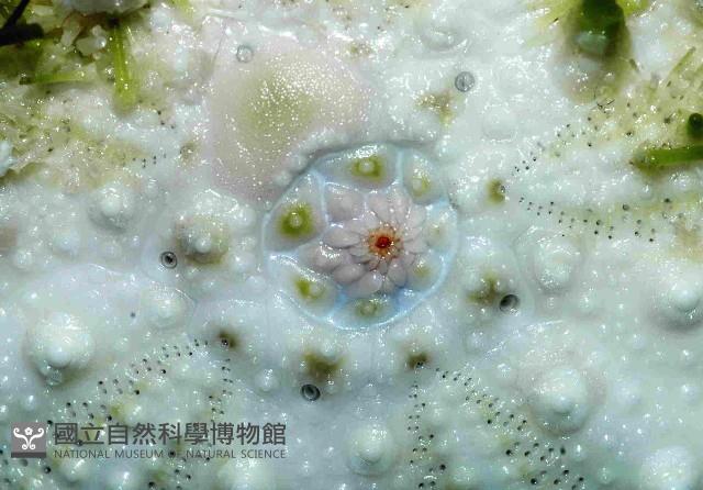 武裝月神海膽藏品圖，第2張