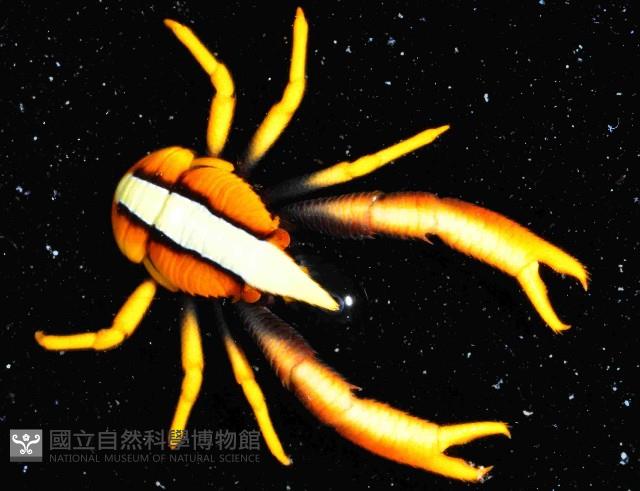 美麗異鎧蝦藏品圖，第2張