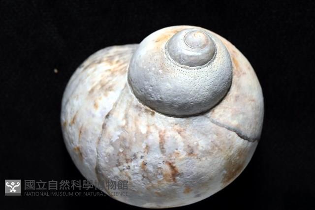 芮氏蠑螺藏品圖，第2張