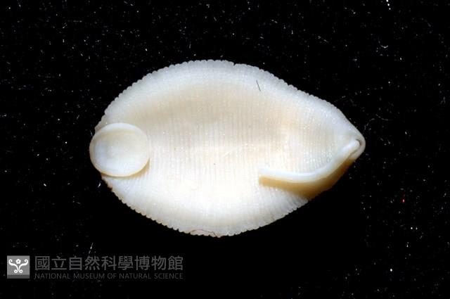寬身舌蛭藏品圖，第2張