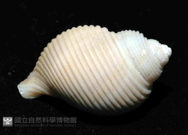 深海唐冠螺之一種藏品圖，第2張