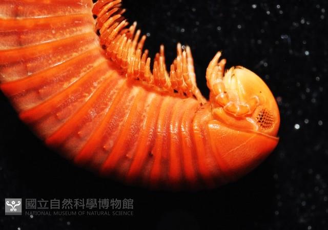 磚紅厚甲馬陸藏品圖，第2張
