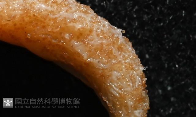 雙乳突僧頭烏賊藏品圖，第2張