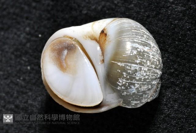 安東尼玉螺藏品圖，第2張