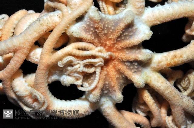 北極筐蛇尾藏品圖，第2張
