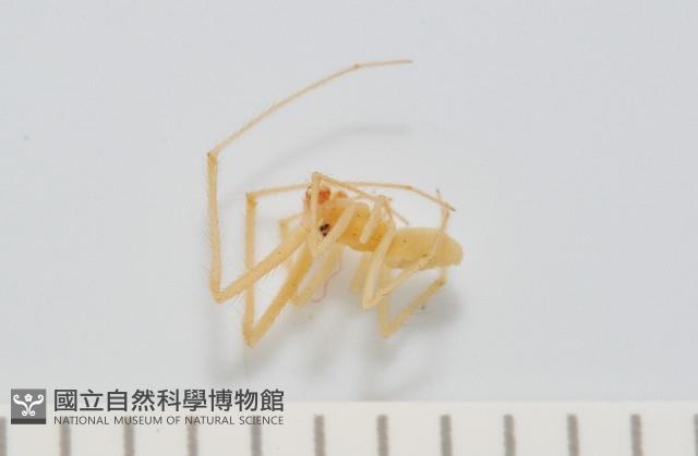 蘭嶼金姬蛛藏品圖，第2張