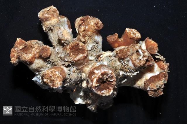 軸樹珊瑚(軸木珊瑚)藏品圖，第2張