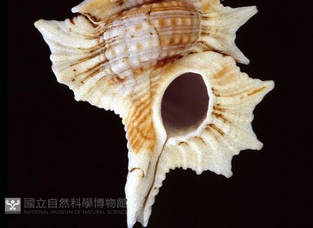 小翼法螺藏品圖，第2張