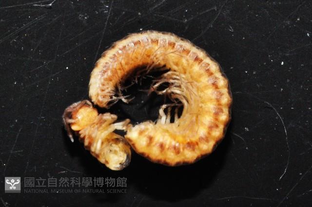 南方東京泡馬陸藏品圖，第2張