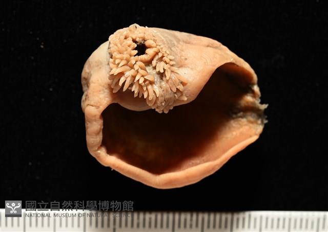 造殼海葵之一種藏品圖，第2張