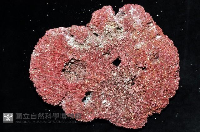 笙珊瑚藏品圖，第2張