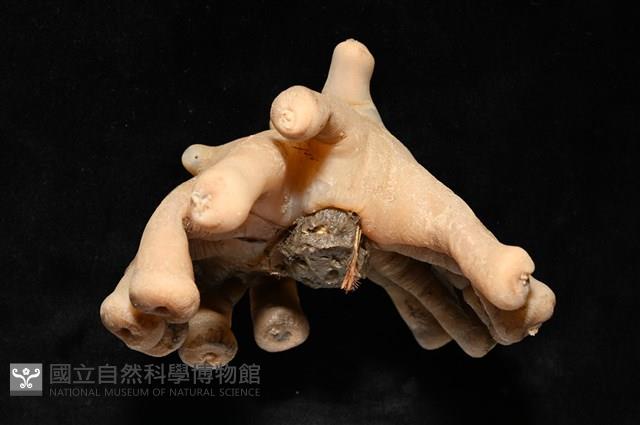 寄居蟹鞘群海葵藏品圖，第2張