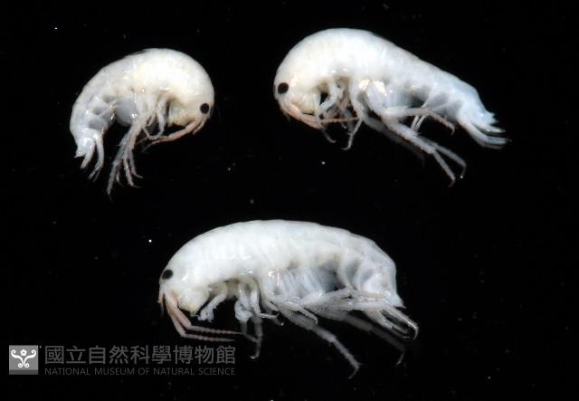 未知種端足類藏品圖，第2張