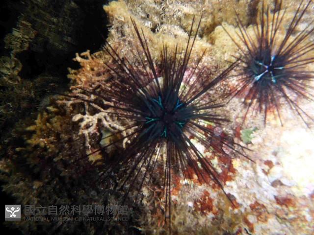 沙氏(藍環)冠海膽藏品圖，第2張