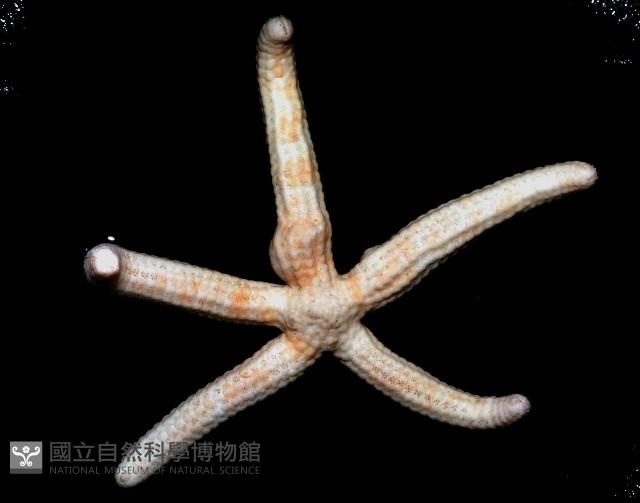 多篩指海星藏品圖，第2張