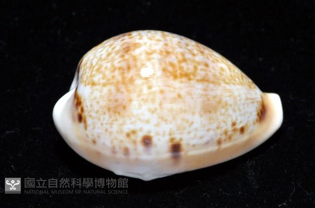 玉女寶螺藏品圖，第2張
