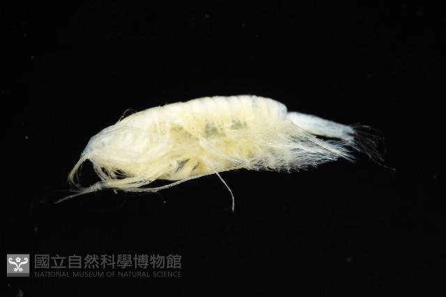 未知種橈足類藏品圖，第2張