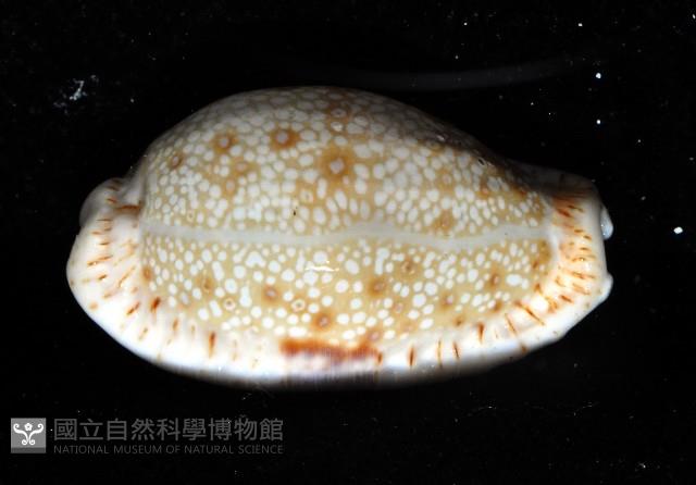 腰斑寶螺藏品圖，第2張
