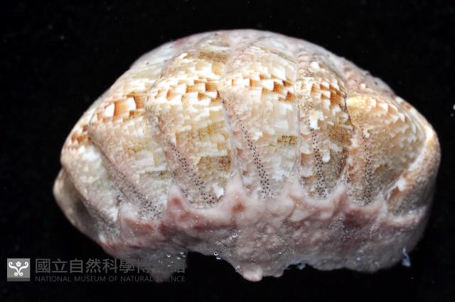 鱗紋石鱉藏品圖，第2張