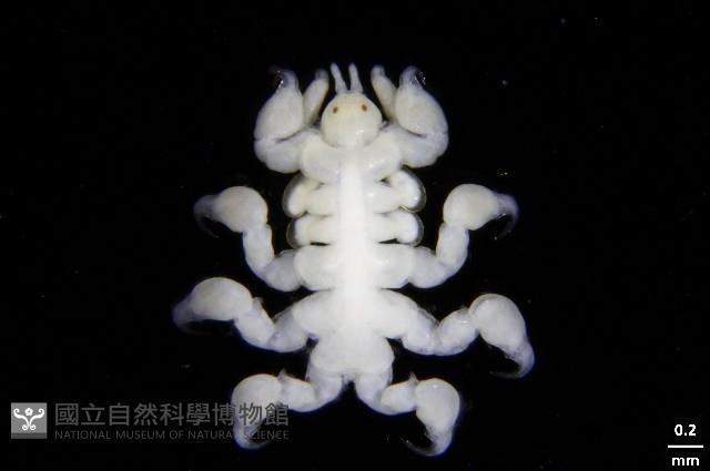 鯨虱的一種藏品圖，第2張