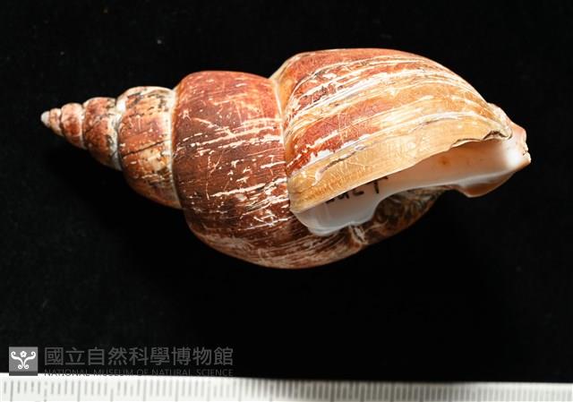 霧花鳳螺(華南鳳螺)藏品圖，第2張