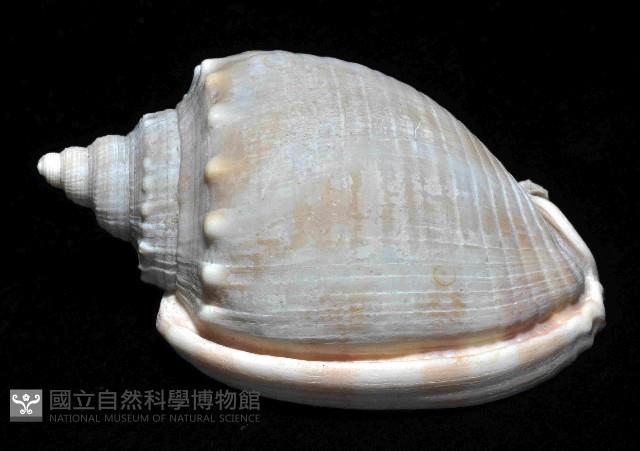 金帶鬘螺藏品圖，第2張