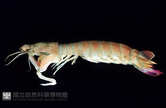 脊尾齒指蝦蛄藏品圖，第2張