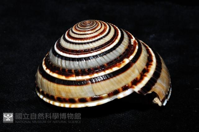 黑線車輪螺藏品圖，第2張