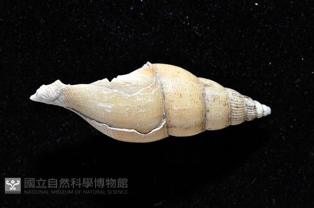 子彈布紋螺藏品圖，第2張