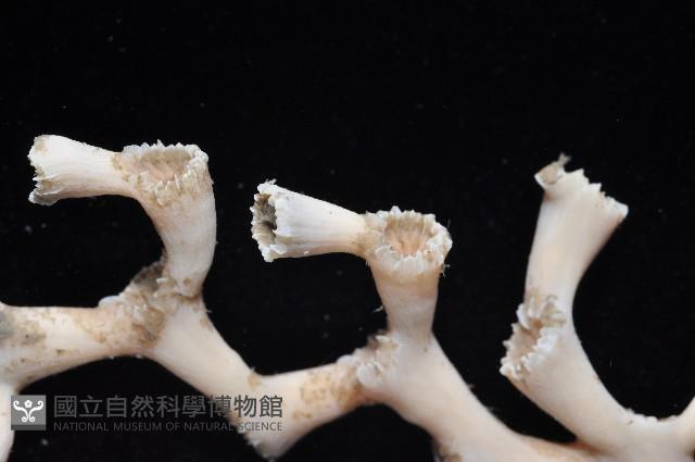 枝狀多目珊瑚藏品圖，第2張
