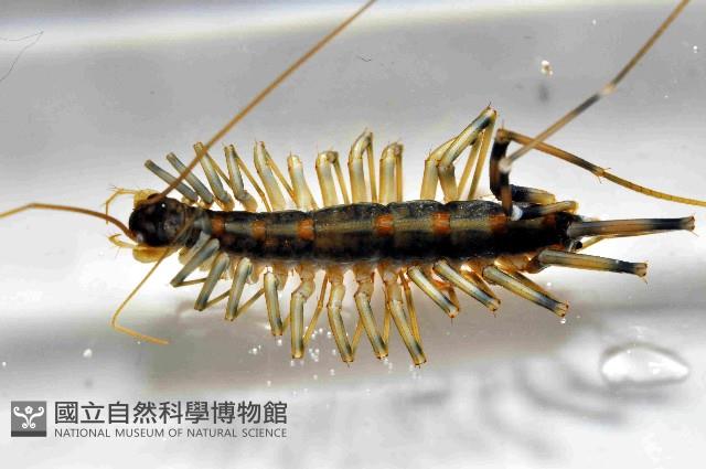 大蚰蜒藏品圖，第2張
