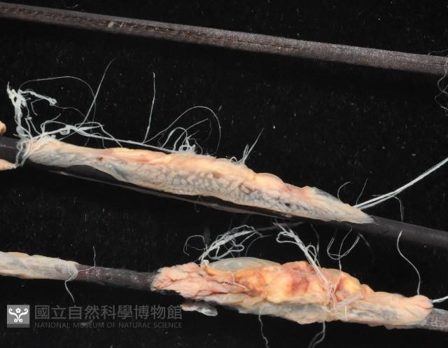 扁櫛蟲之一種藏品圖，第2張
