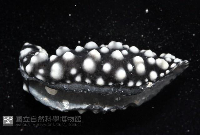 黑葉海蛞蝓藏品圖，第2張