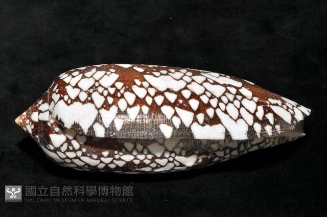 宮廷芋螺藏品圖，第2張