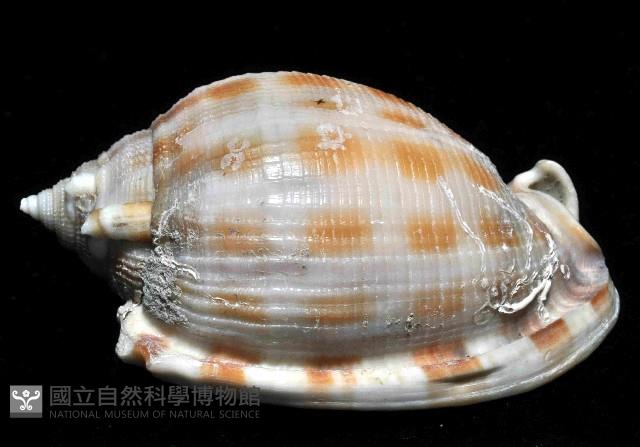 布紋鬘螺藏品圖，第2張