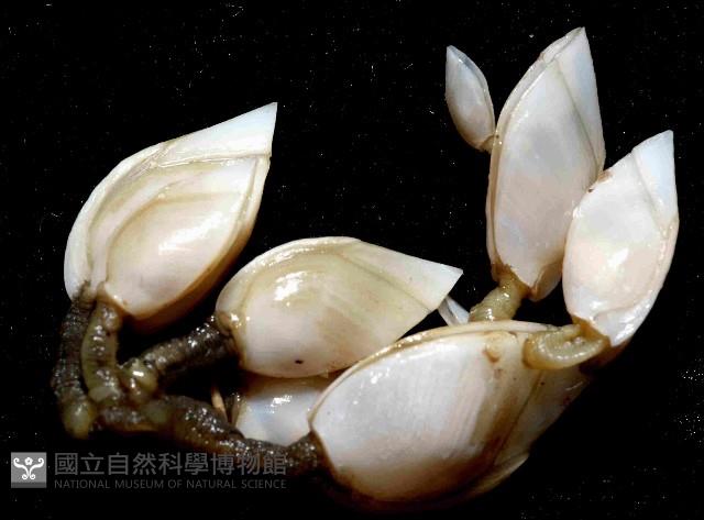 巨雕茗荷藏品圖，第2張