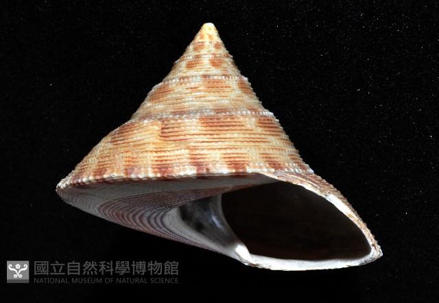 台灣鐘螺藏品圖，第2張