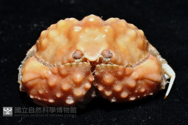 山羊饅頭蟹藏品圖，第2張