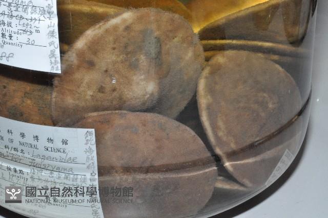 富士餅乾海膽藏品圖，第2張