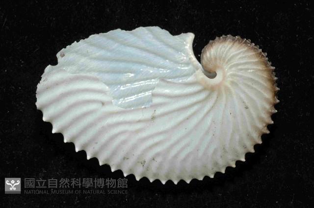 扁船蛸藏品圖，第2張