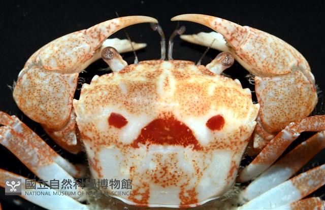 太陽強蟹藏品圖，第2張
