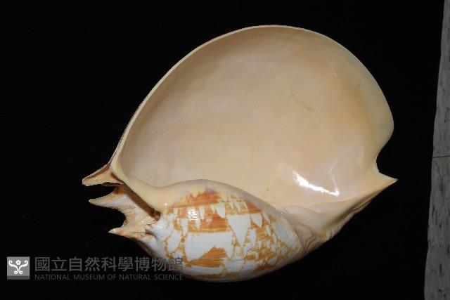 閃電椰子渦螺藏品圖，第2張
