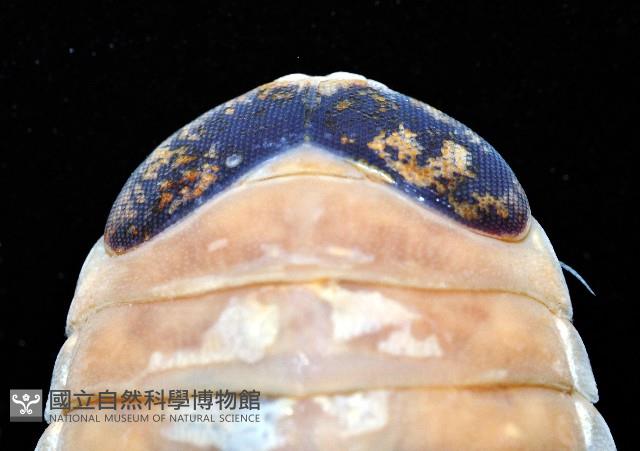 紡錘水虱之一種藏品圖，第2張