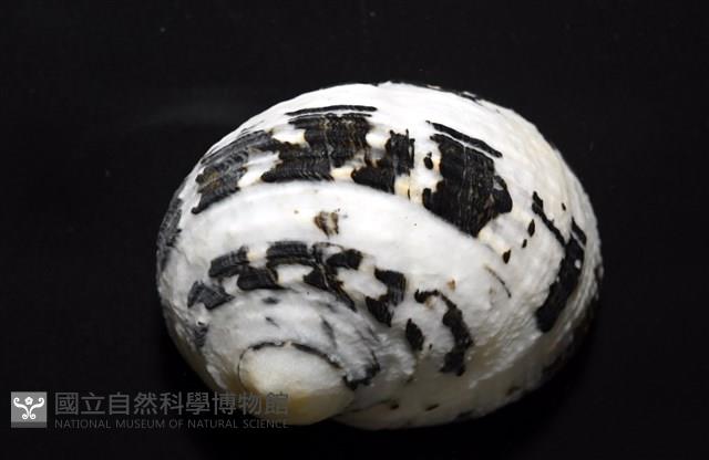 大圓蜑螺藏品圖，第2張